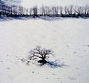 Owen Kanzler, Solitary Oak Tree in Snow