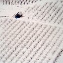 Owen Kanzler, Snow Covered Orchard