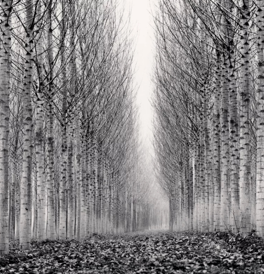 Michael Kenna, Corridor of Leaves | Afterimage Gallery