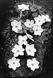 Ansel+adams+dogwood+blossoms