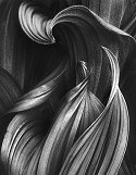 Dance of the Corn Lilies