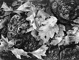 Leaves on Cottonwood Burls