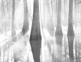 Sunrise Mist
