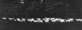 Paul Caponigro