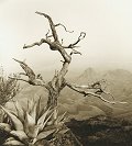 South Rim with Agave