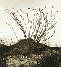 Ocotillo Portrait