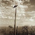 Turkey Vulture, 2002