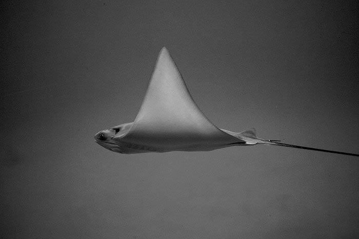Bullnose Ray