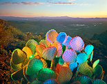 William Lesch, Prickly Pear over Old Tucson