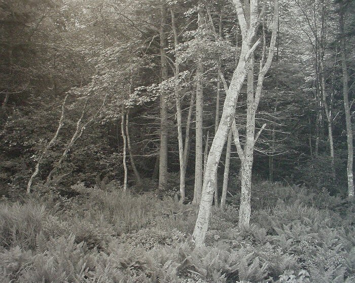 George Tice, Woods, Port Clyde, Maine