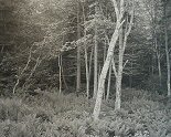 George Tice, Woods, Port Clyde, Maine