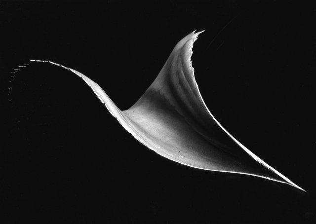 Ryuijie, Leaves, Monterey | Afterimage Gallery