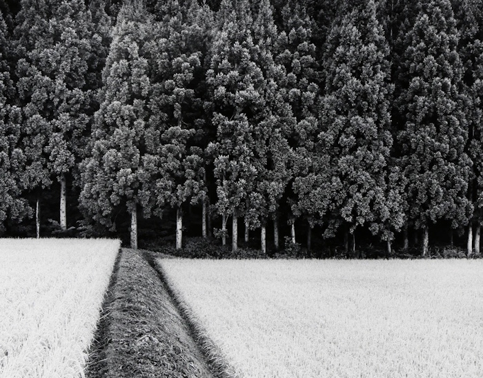 John Sexton, Rice Field | Afterimage Gallery