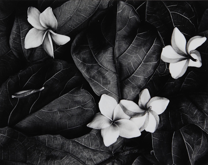 Don Worth, Plumeria Blossoms | Afterimage Gallery