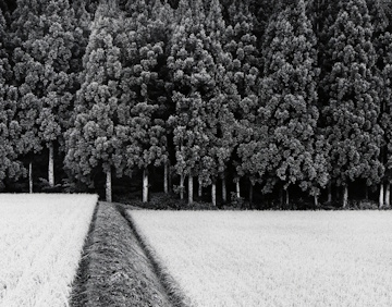 John Sexton, Rice Field | Afterimage Gallery
