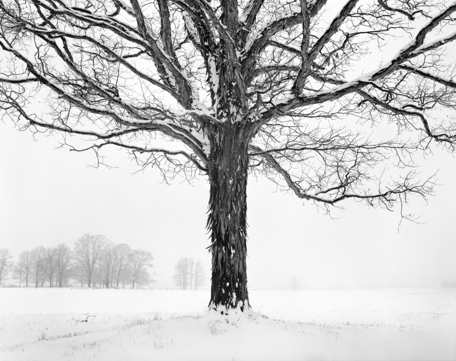 James Baker, Shagbark Hickory | Afterimage Gallery