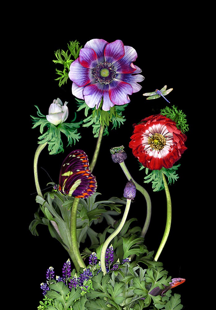 Carolyn Brown, Dancing Anemone