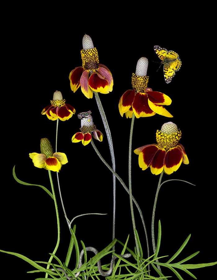 Carolyn Brown, Dancing Mexican Hats