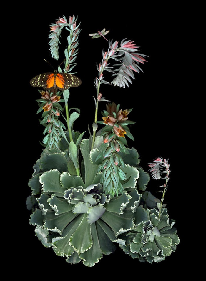 Carolyn Brown, Dancong Ruffled Succulent