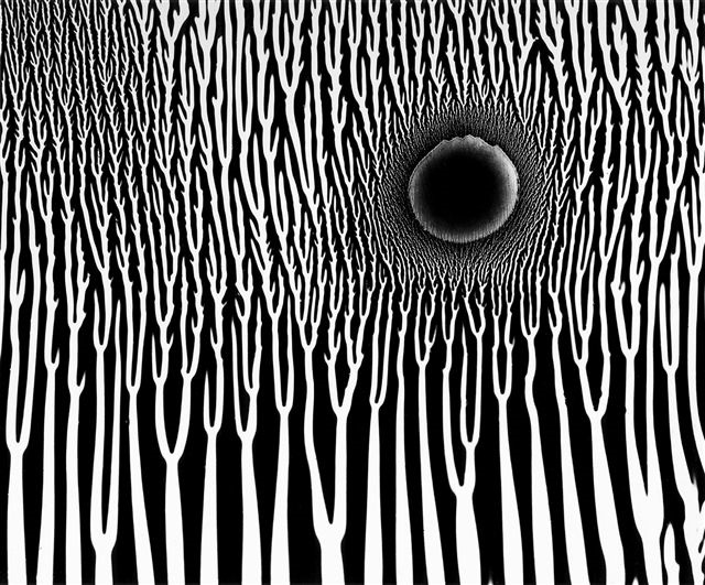 Wynn Bullock, Photogram | Afterimage Gallery