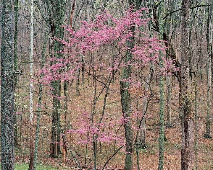 Christopher Burkett, Flowering Redbud