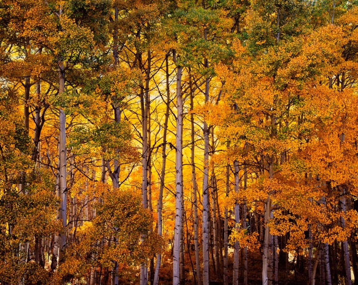 Christopher Burkett, Forest Light