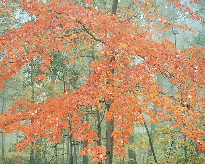 Christopher Burkett, Pastel Orange Maple