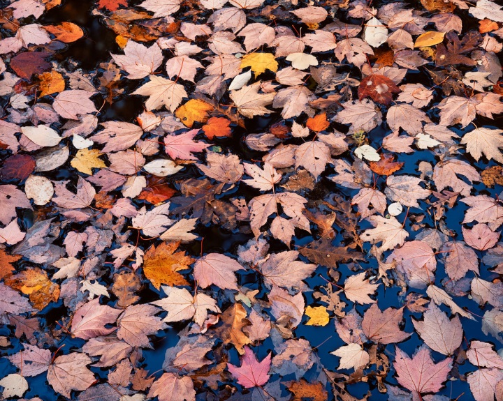 Christopher Burkett, Pink Floating Leaves