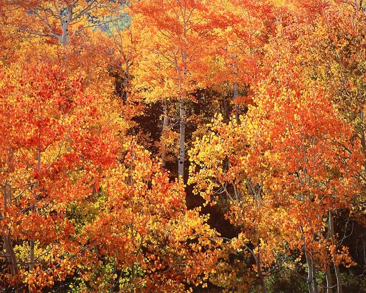 Christopher Burkett, Warm Aspen Glade