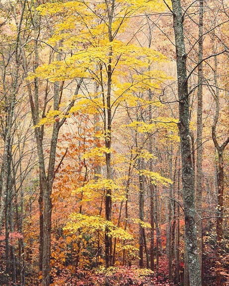 Christopher Burkett, Yellow Maple