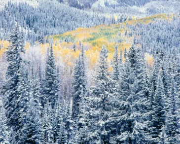 Christopher Burkett, Early Winter Snowfall