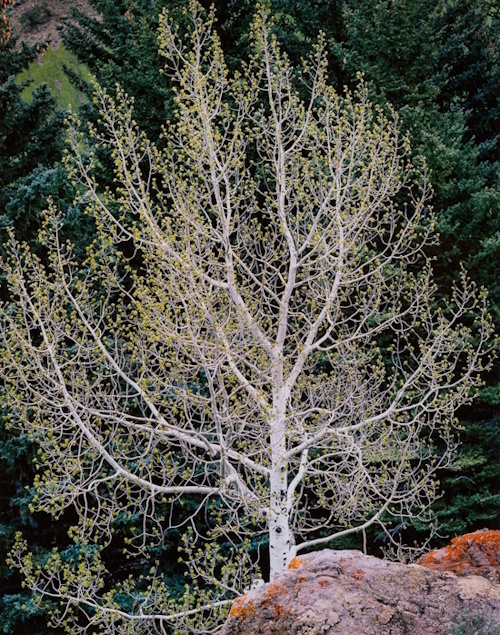 Christopher Bukett, Spring Aspen | Afterimage Gallery