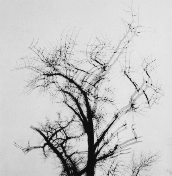 Harry Callahan, Multiple Exposure Tree