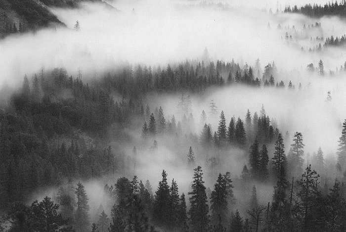 Mark Citret, Fog