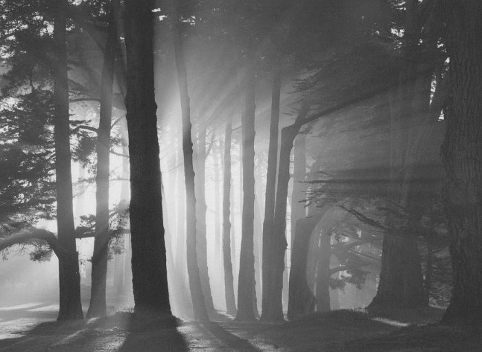 Mark Citret, Morning, Harding Park