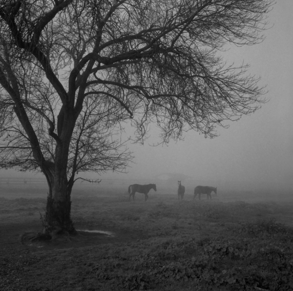 Mark Citret, Three Horses