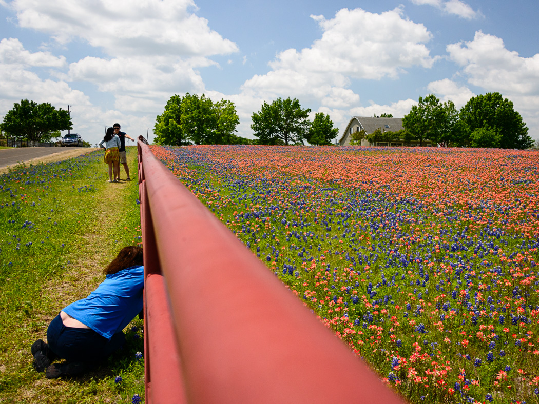 Norm Diamond, Wildflowers, Peak Season | Afterimage Gallery