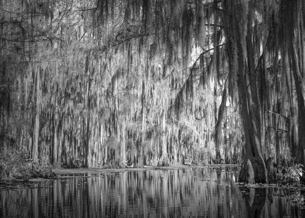 Earl Eliason, Bald Cypress | Afterimage Gallery