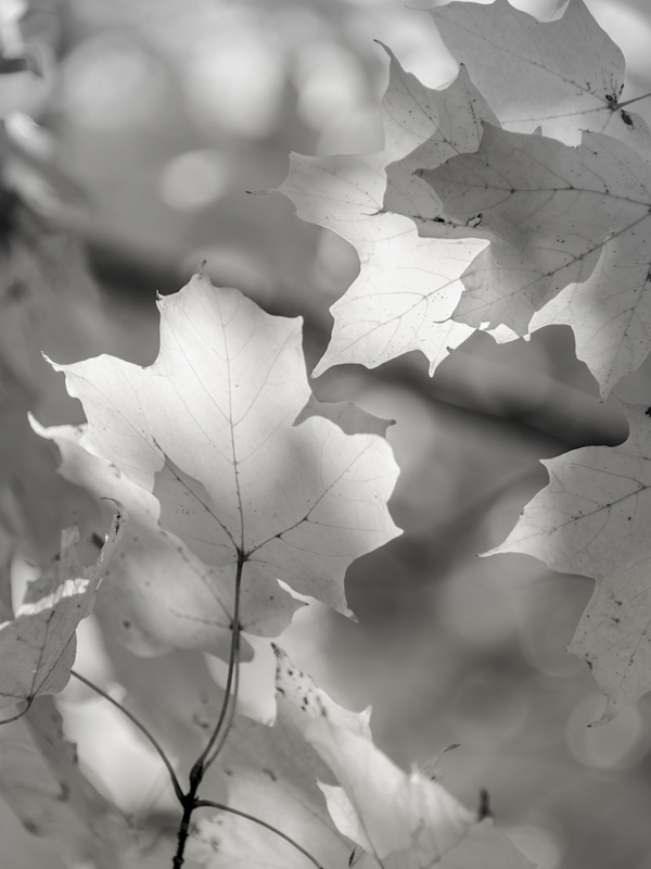 Earl Eliason, Delicate Leaves | Afterimage Gallery