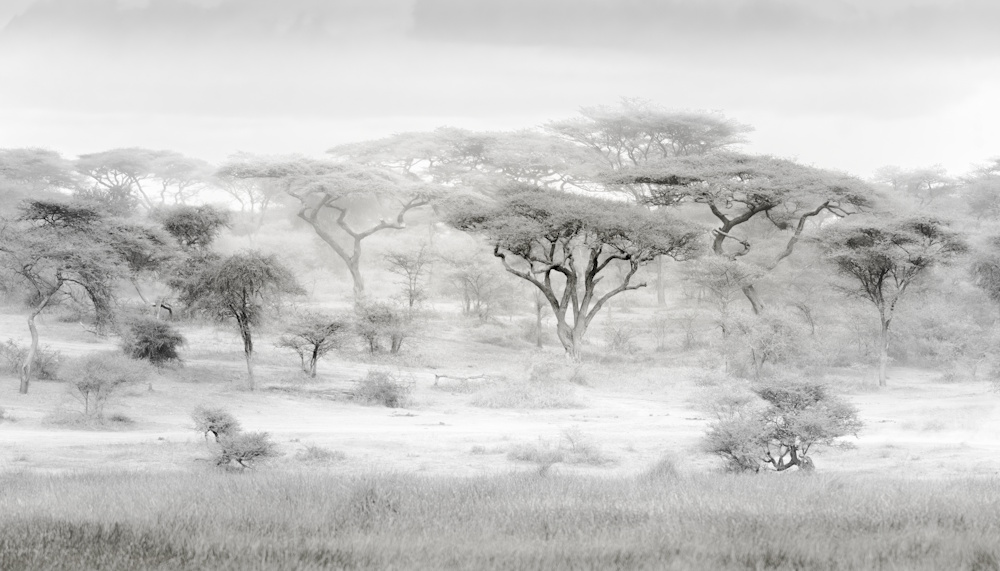 Earl Eliason, Dusty Watering Hole in the Serengeti | Afterimage Gallery