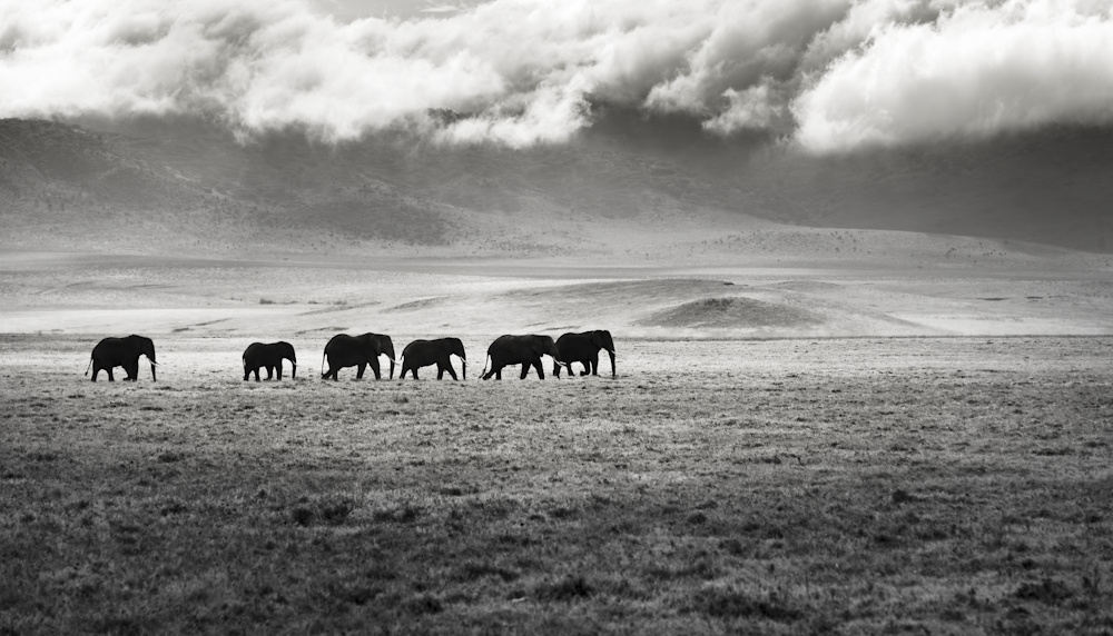 Earl Eliason, Life in the Ngorongoro Crater | Afterimage Gallery
