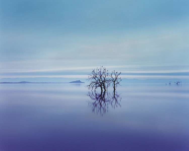 Terry Falke, Bird Refuge in a Dying Sea
