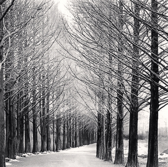 Michael Kenna, Alley of Trees | Afterimage Gallery