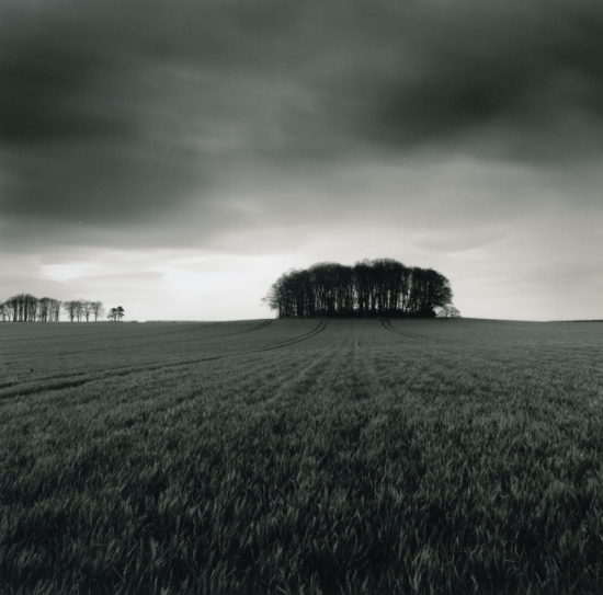 Michael Kenna, Copse | Afterimage Gallery