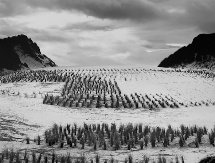 Ron Wohlaurer, Dune Grasses  | Afterimage Gallery