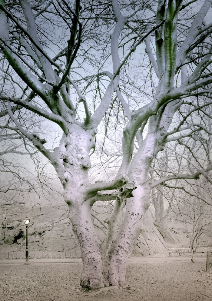 Michael Massaia, Westside Beech Tree, Dusk