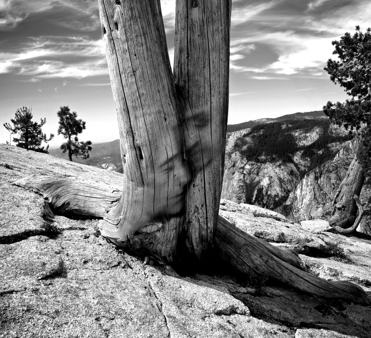 Elliott McDowell, Grown Together, Yosemite