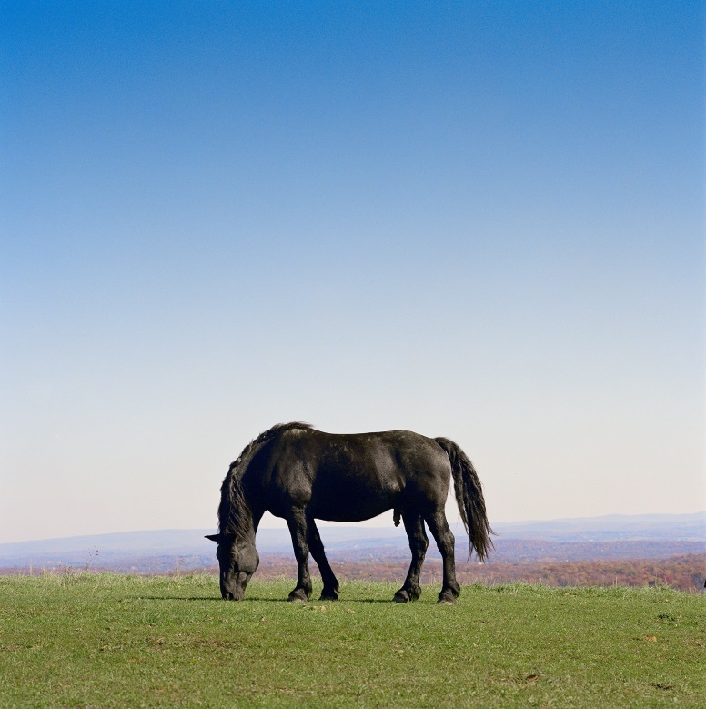 Barbara Mensch, The Black Stallion