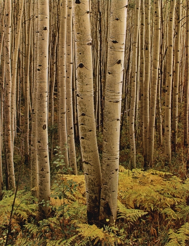 Eliot Porter, Aspens