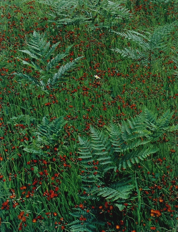 Eliot Porter, Asters and Raspberries